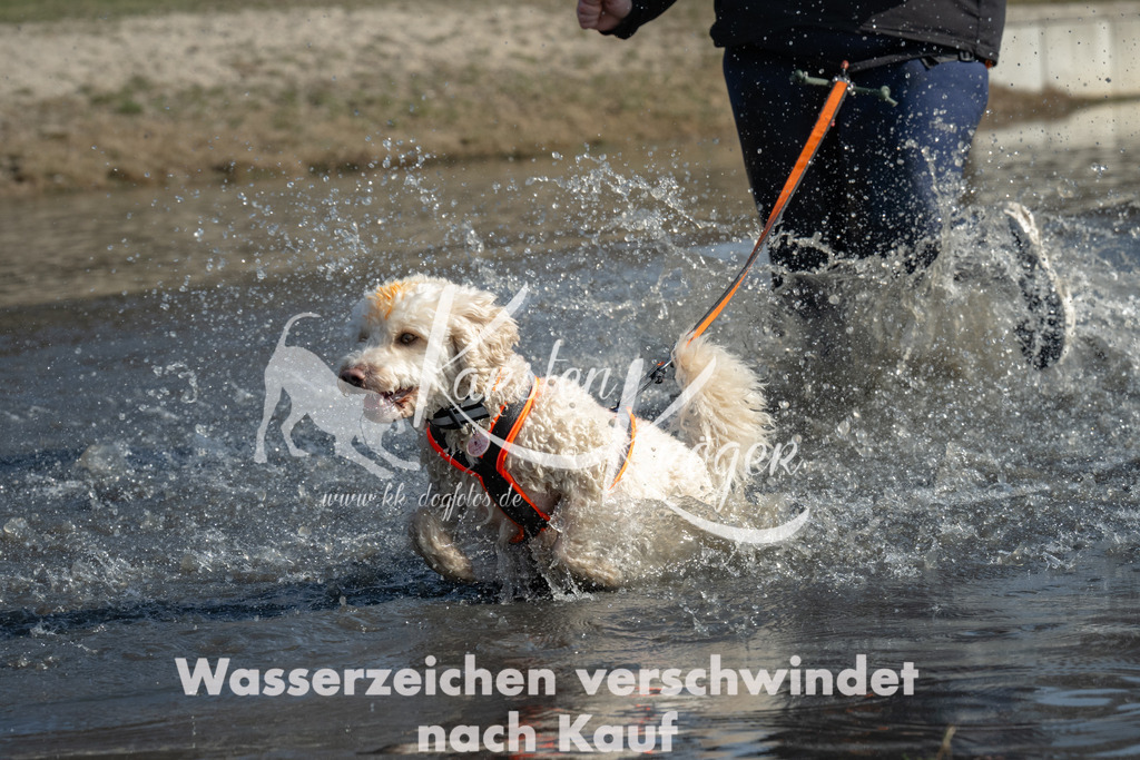 1317_ZZ95784 | kk-dogfotos