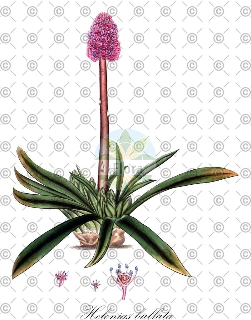 HistAbb_wfo-0000981213_1_ENZY_Simple | Historische Abbildung von Helonias bullata - Melanthiaceae (Helonie) | Historical Illustration of Helonias bullata - Melanthiaceae