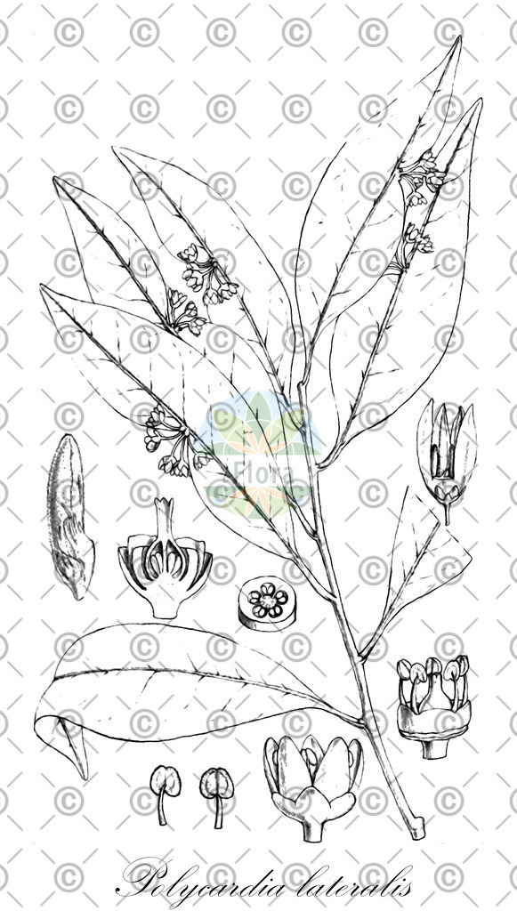 HistAbb_EMP_101971_SRC_Schlechtendal_FLORAD_SIMPLE | Historische Abbildung von Polycardia lateralis - Celastraceae | Historical Illustration of Polycardia lateralis - Celastraceae