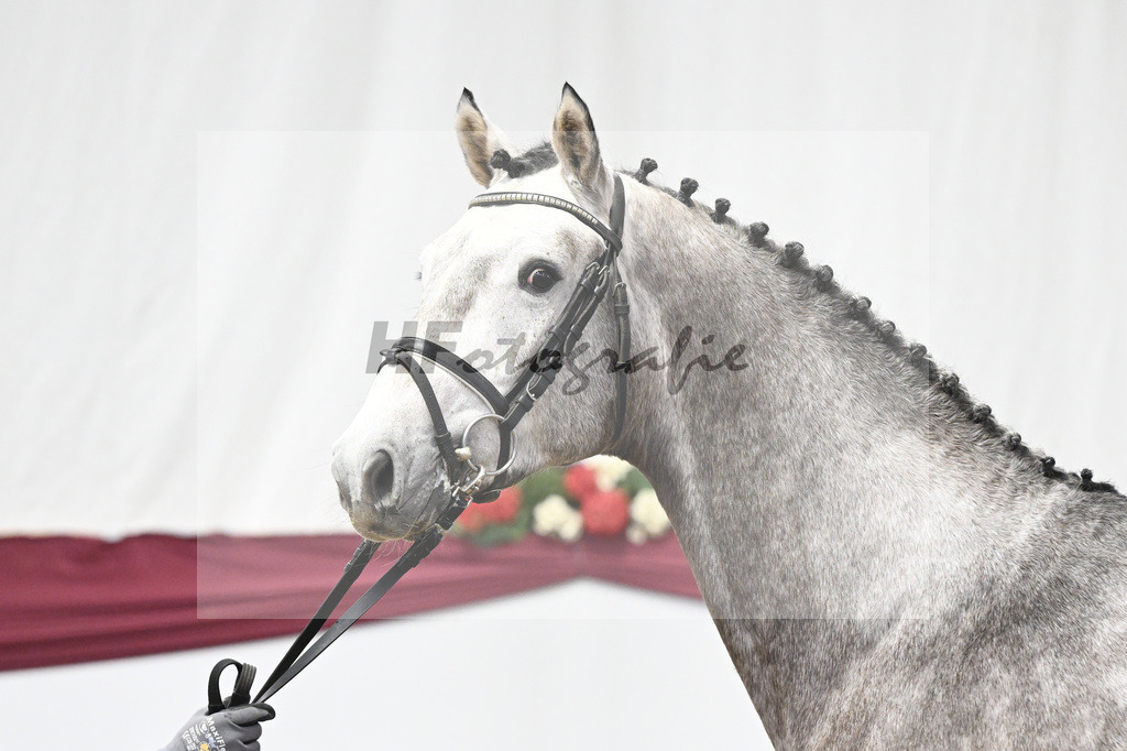 Kat-Nr. 10 Kanthago de Revel Z x Numero Uno_Hakan Yeter_47250162 | hf-fotografie - Realisiert mit Pictrs.com