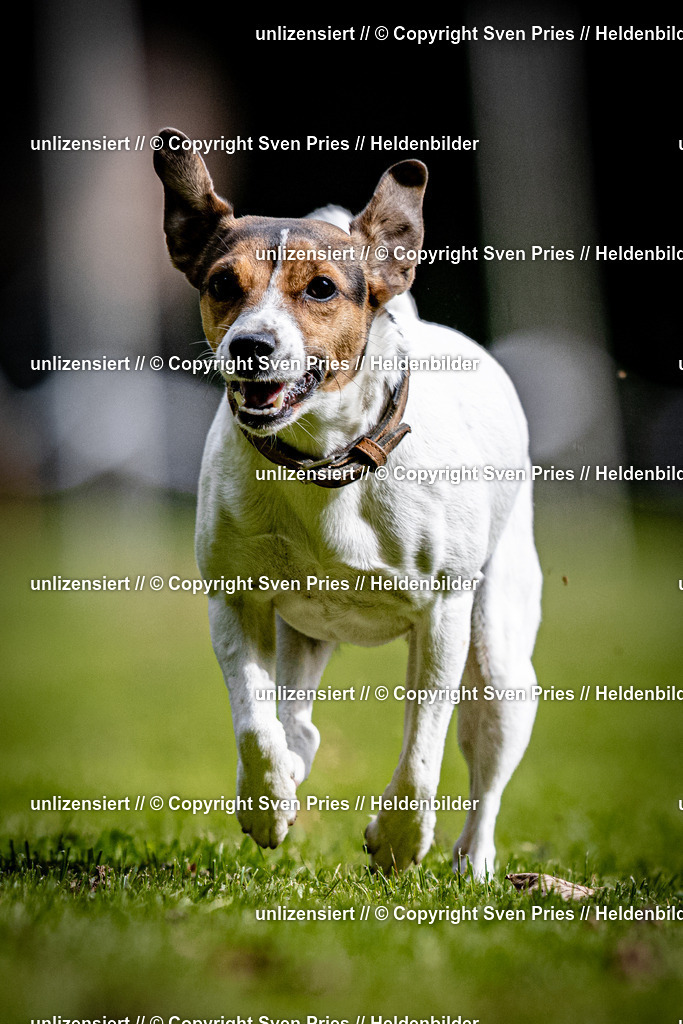Sven Pries | 2025-10-03 - Hunderennen Obergrombach - Realisiert mit Pictrs.com