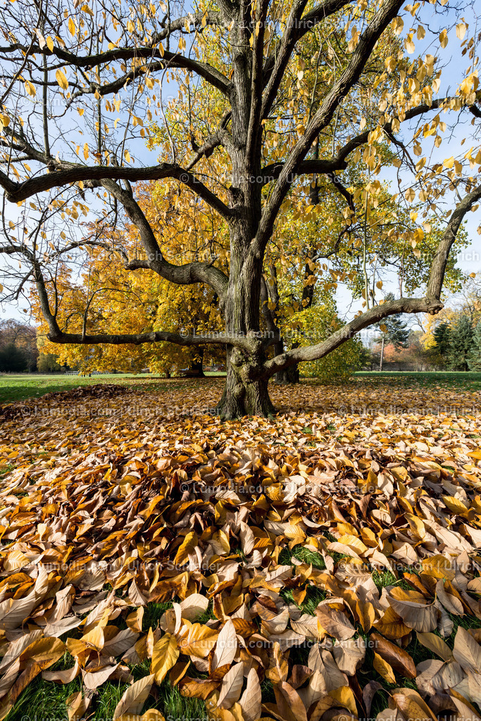 10049-4601 - Landschaftspark Degenershausen | Stockfoto und Bilderpool mit Bildmaterial aus Deutschland, dem Harz, Halberstadt, Quedlinburg, Wernigerode und weltweit. Qualitativ hochwertige und professionelle Fotos anschauen und kaufen. - Realisiert mit Pictrs.com