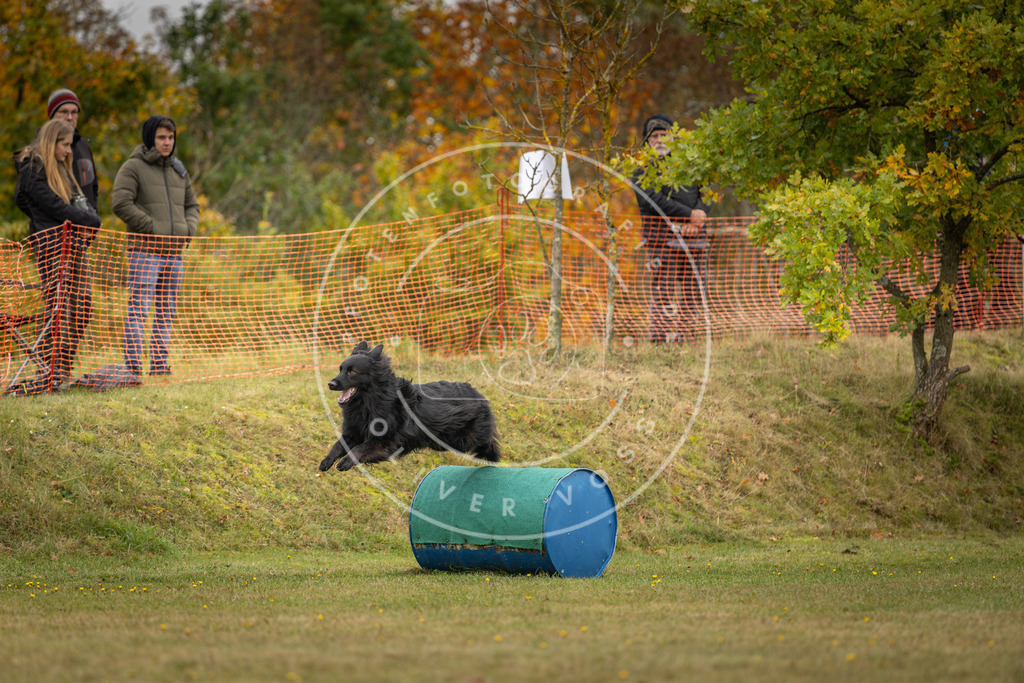 Pfotenfotografie_DV3A4399 | Hundefotografie, Tierfotograf, Pfotenfotografie, Fotoshooting Hund, Hunde Portrait, Hundesport, Hundeportraits, Heideshooting, Hunde, Sportfotograf, Hundefotograf, Turnierhundsport, THS,  - Realisiert mit Pictrs.com