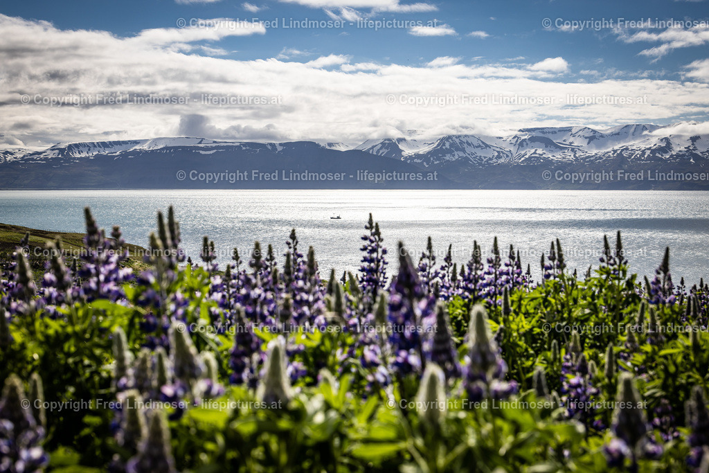 Island Juni 2022-9956 | Fotos und Fotoprodukte - Realisiert mit Pictrs.com