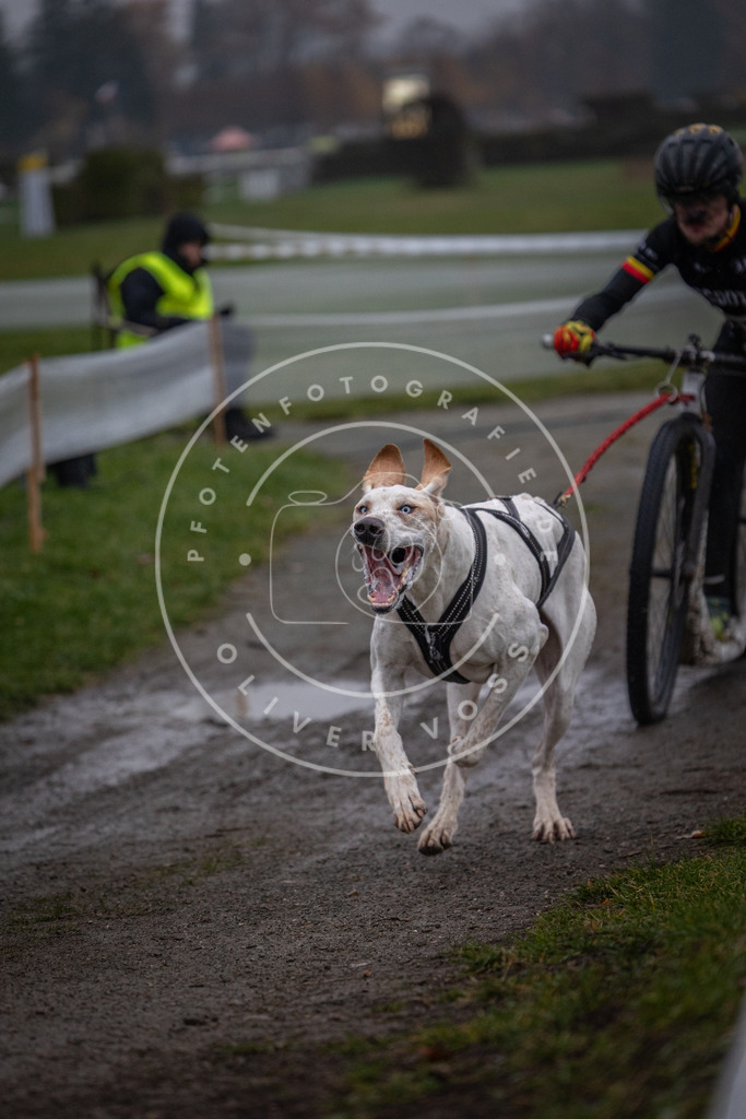 CaniXpix_0L8A0383 | Hundefotografie, Tierfotograf, Pfotenfotografie, Fotoshooting Hund, Hunde Portrait, Hundesport, Hundeportraits, Heideshooting, Hunde, Sportfotograf, Hundefotograf, Turnierhundsport, THS,  - Realisiert mit Pictrs.com