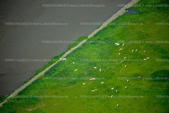 Wedel15068436 | Kuhherde in den Elbauen bei Wedel,  Elbe, Wedel, Norddeutschland, Schleswig-Holstein, Deutschland