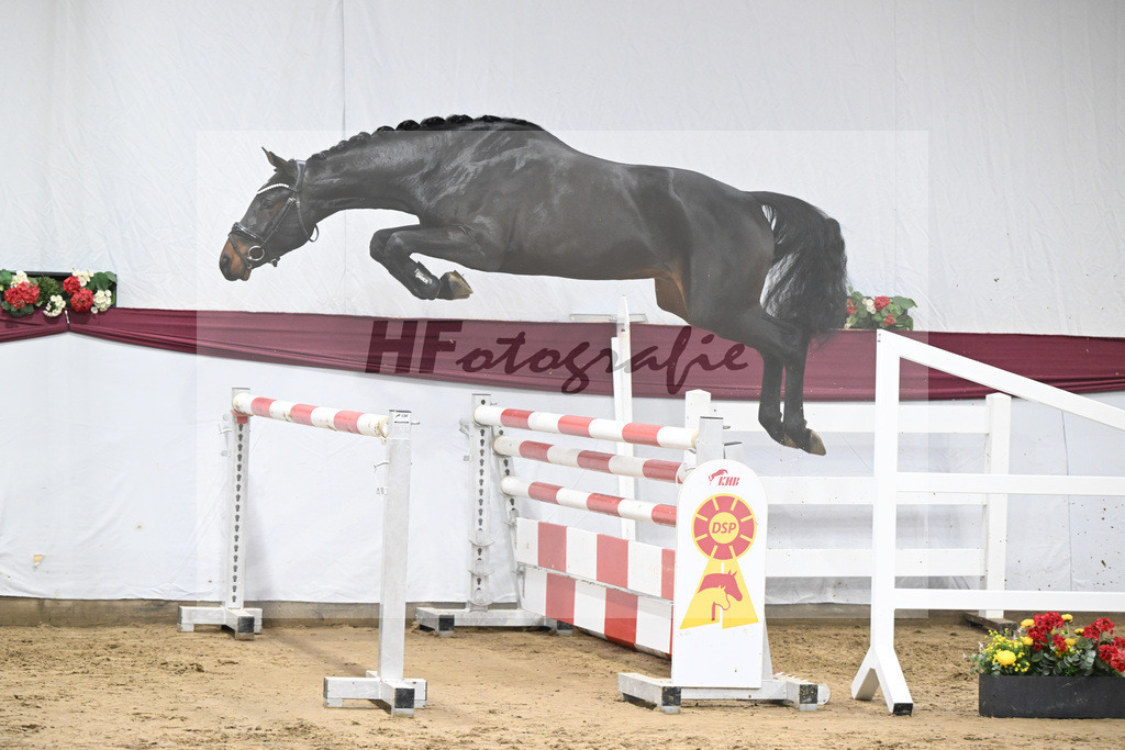 Kat-Nr. 85 Heartbreaker x Diarado_Juergen Laue_47252871 | hf-fotografie - Realisiert mit Pictrs.com