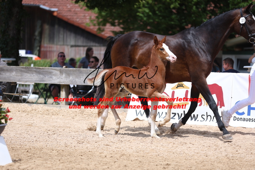 Fohlenschau_Schwäbisch_Hall_springbetonte_Fohlen_KN 21_4 | lmwpictures - Realisiert mit Pictrs.com