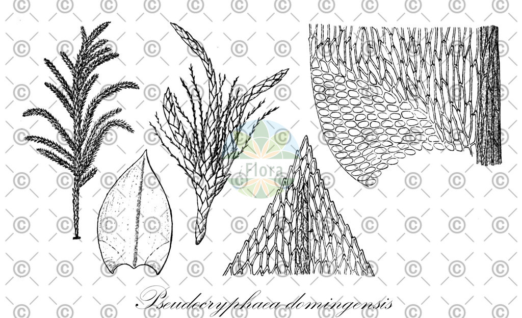 HistAbb_wfo-0001014223_2_ENZY_Simple | Historische Abbildung von Pseudocryphaea domingensis - Rutenbergiaceae | Historical Illustration of Pseudocryphaea domingensis - Rutenbergiaceae