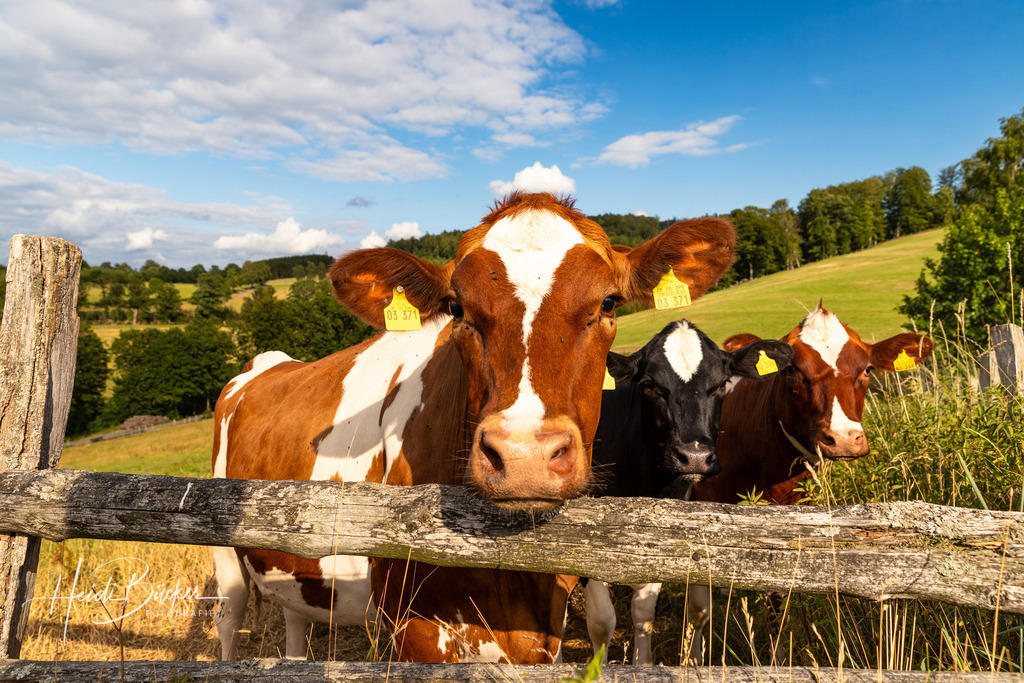 Neugierige Rinder in Grafschaft | Neugierige Rinder in Grafschaft - Realisiert mit Pictrs.com