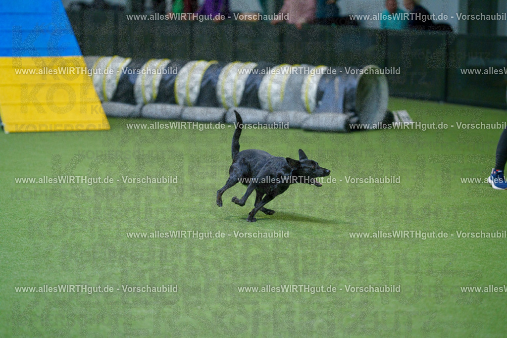 @allesWIRTHgut_Tierfotografie - www.allesWIRTHgut.de - 2604250811-7R505673 | Professionelle Tierfotografie in Mönchengladbach von Daniel Wirth (allesWIRTHgut). Liebevolle & natürliche Bilder von Hunden & Katzen für unvergessliche Erinnerungen.