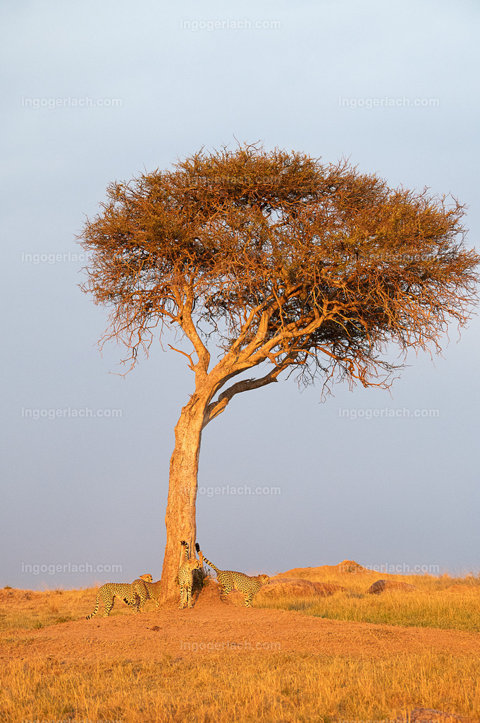 Die Gepardenkoalition markiert ihr Revier. | Die fünf Gepardenbrüder oder auch Gepardenkoalition genannt mqarkiert ihr revier.