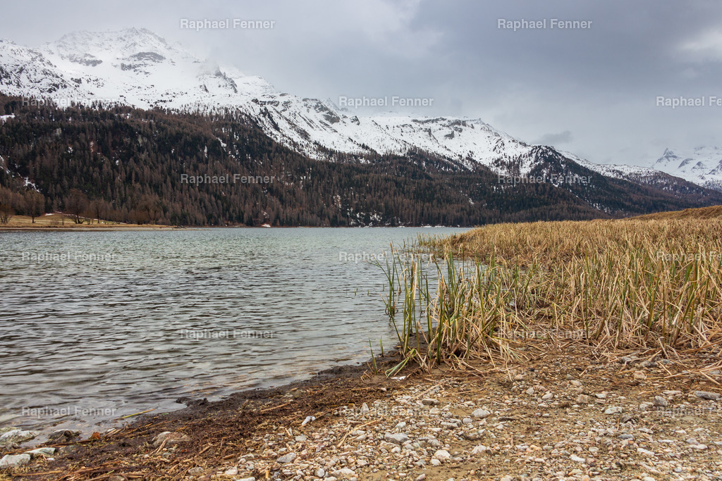 Lej da Silvaplana | Erlebe eindrucksvolle Landschaftsfotografie aus dem Engadin und darüber hinaus. Raphael Fenner bietet zudem professionelle Fotoaufträge für Hochzeiten, Porträts und Unternehmen. Jetzt entdecken und inspirieren lassen!