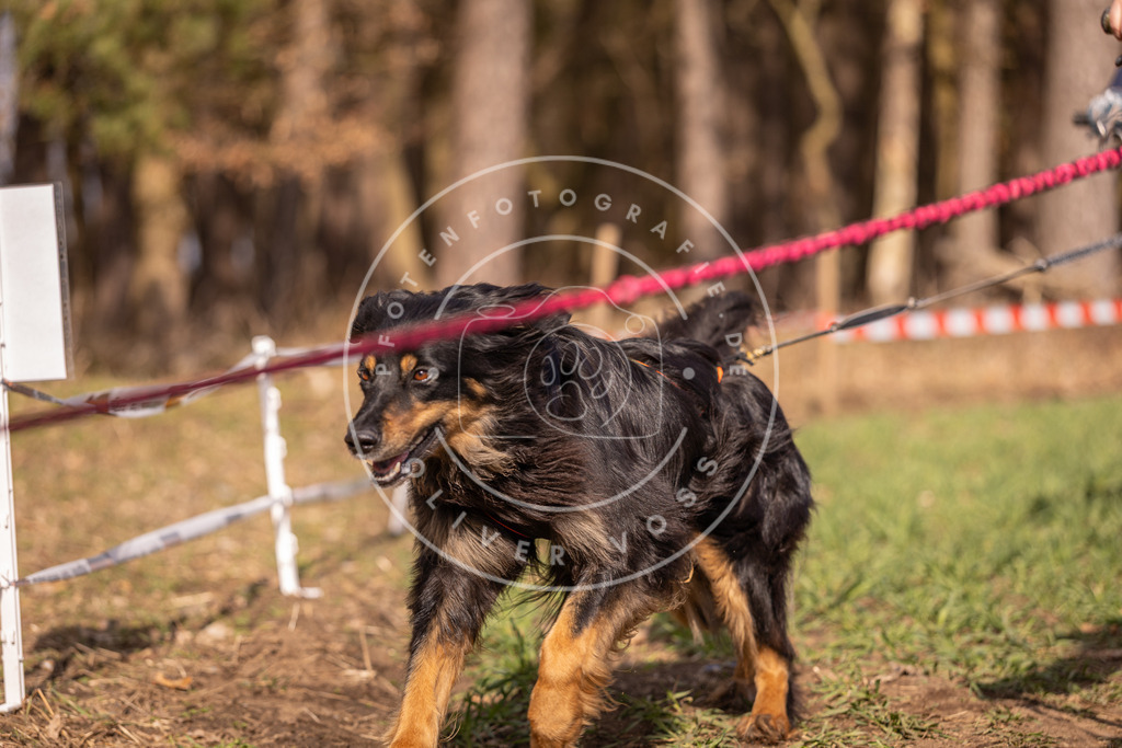 DV3A6136 | Hundefotografie, Tierfotograf, Pfotenfotografie, Fotoshooting Hund, Hunde Portrait, Hundesport, Hundeportraits, Heideshooting, Hunde, Sportfotograf, Hundefotograf, Turnierhundsport, THS,  - Realisiert mit Pictrs.com
