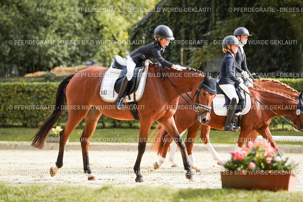 DSC04138 | Pferdegrafie