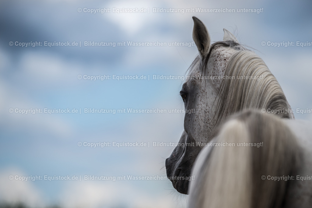 20150904_TOMsPiC_0257 | equistock