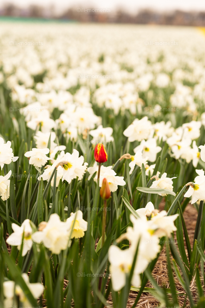 Allein unter Vielen | Eine rote Tulpe steht allein unter vielen weißen Blumen, noch zögernd in ihrer Entfaltung. Das Bild symbolisiert friedliches Miteinander und individuelle Schönheit – ideal als Kunstdruck für harmonische Raumgestaltungen. - Realisiert mit Pictrs.com