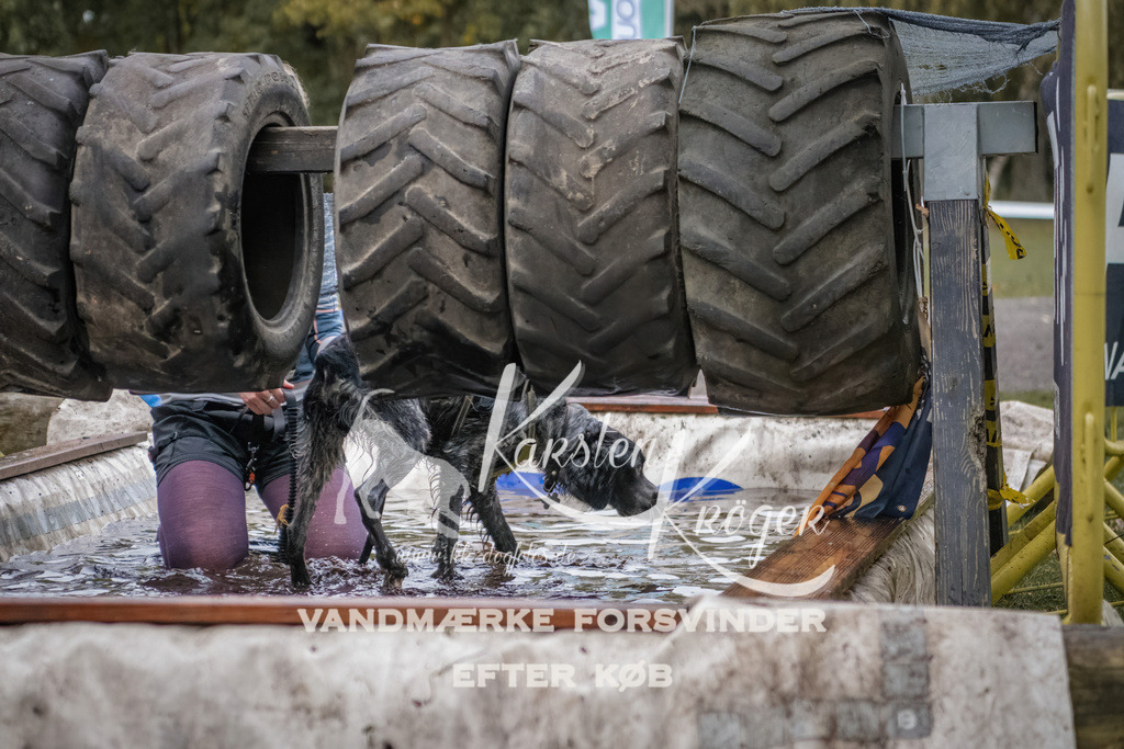 1700_ZZ94678 | kk-dogfotos