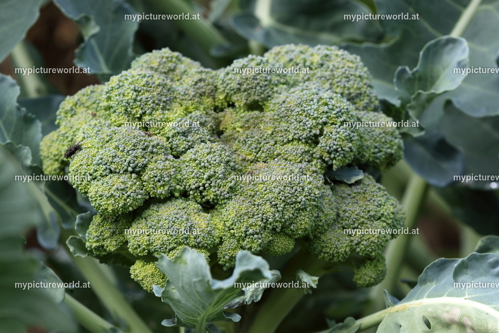 Brokkoli-001 | Das Bilderarchiv über Tiere, Planzen und Landschaften. In der Bilddatenbank finden Sie ein große Auswahl an hochwertigen Bilder für Ihre Werbung - Realized with Pictrs.com