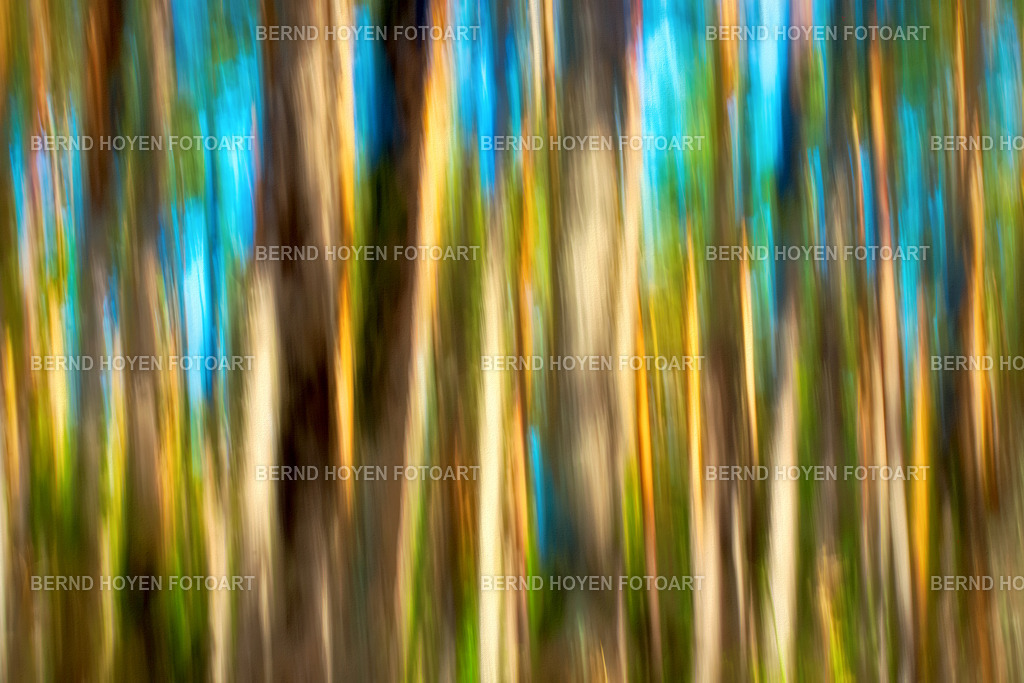 shining trees | Fotografie einiger Bäume im Darßer Wald auf der Insel Fischland-Darss-Zingst/Mecklenburg-Vorpommern, Deutschland.Die Aufnahme entstand durch Langzeitbelichtung und Mitziehen der Kamera (ICM / Wischtechnik). Durch entsprechende Bildbearbeitung wurde ein malerischer Effekt hinzugefügt. | Photographs of some trees in the Darß Forest on the island of Fischland-Darß-Zingst, Mecklenburg-Western Pomerania, Germany.The image was created using a long exposure and panning the camera (ICM / panning technique). A painterly effect was added through appropriate image editing. - Realisiert mit Pictrs.com