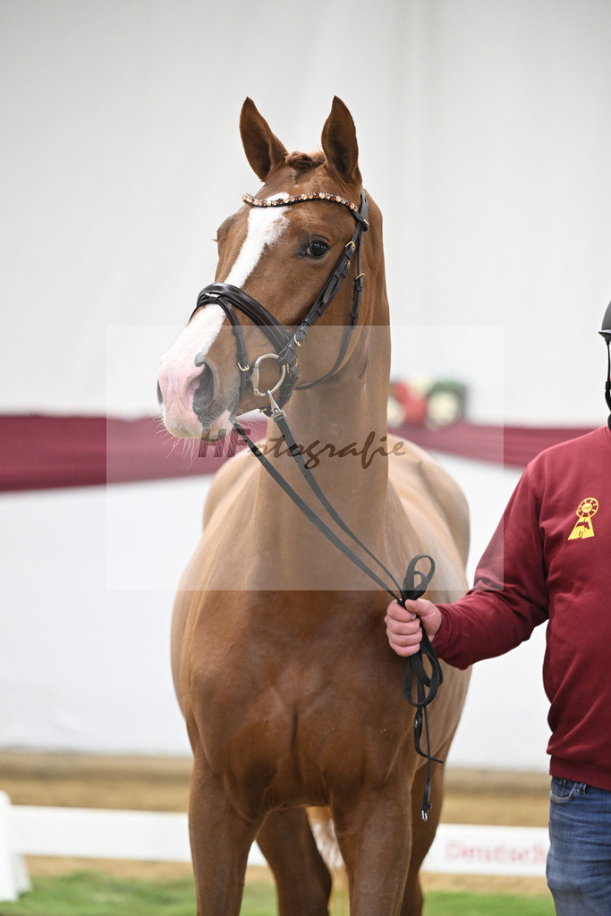 Kat-Nr. 36 San to Alati x Estobar NRW_Stefan Holtwiesche_47251252 | hf-fotografie - Realisiert mit Pictrs.com