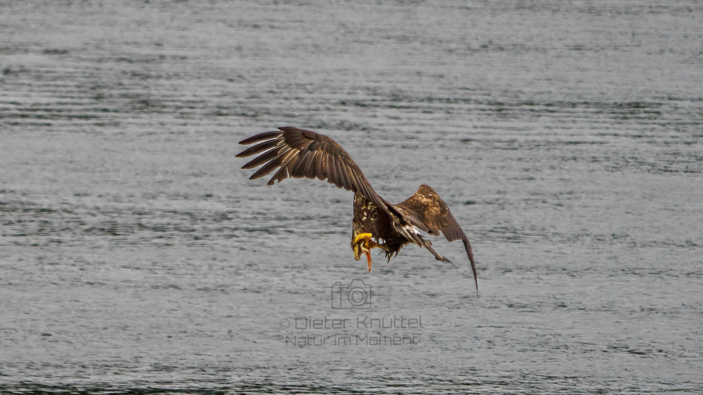 P1628615-Bearbeitet-2023-LR | Natur im Moment - Realisiert mit Pictrs.com