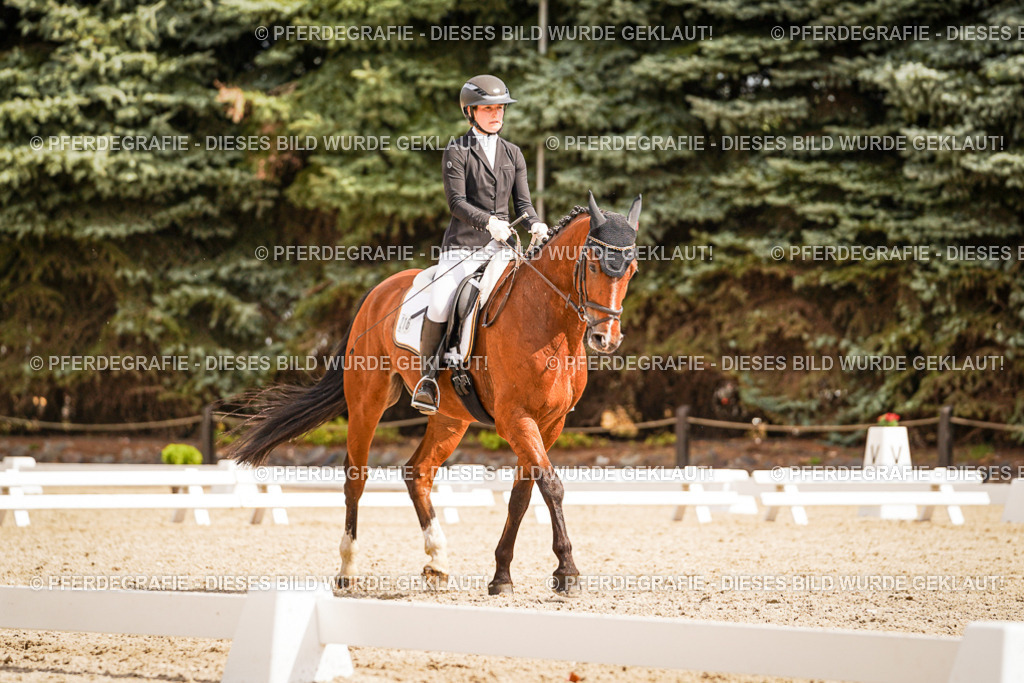 DSC01661 | Pferdegrafie