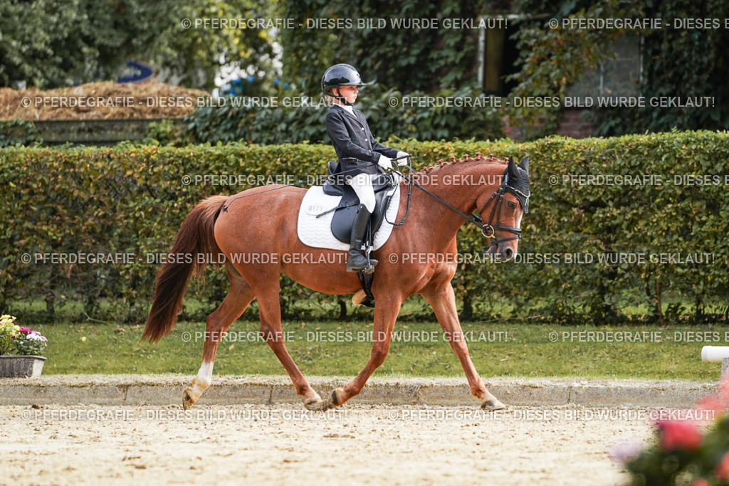 DSC04823 | Pferdegrafie