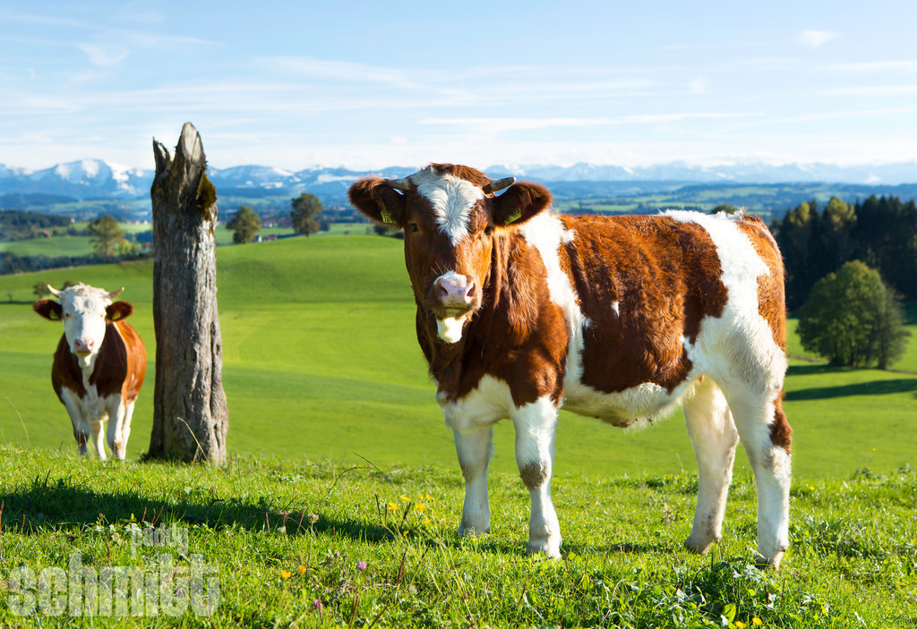 PS-Tiere-2026-95 | Entdecke die größte Bildgalerie der Region mit Fotografien aus dem Allgäu, der Bodenseeregion, Oberschwaben, dem Donautal und der Schwäbischen Alb. Landschaften, Luftaufnahmen und Reisefotografie als Wandbild und Fotokunst. - Realisiert mit Pictrs.com