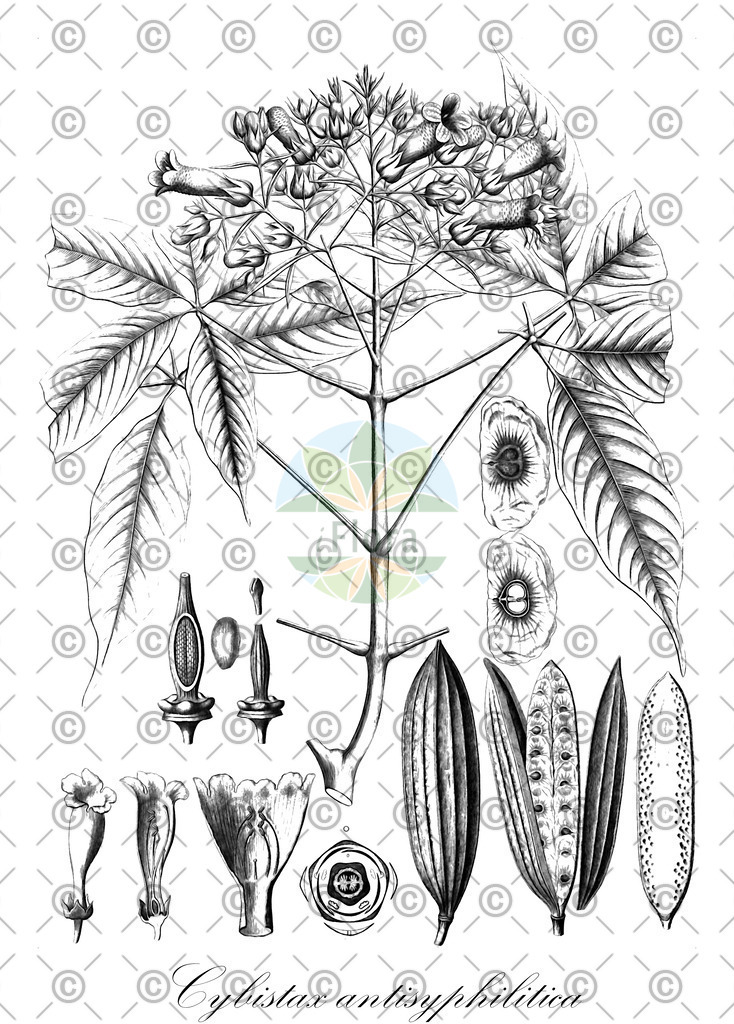 HistAbb_wfo-0000631521_3_ENZY_Simple | Historische Abbildung von Cybistax antisyphilitica - Bignoniaceae | Historical Illustration of Cybistax antisyphilitica - Bignoniaceae