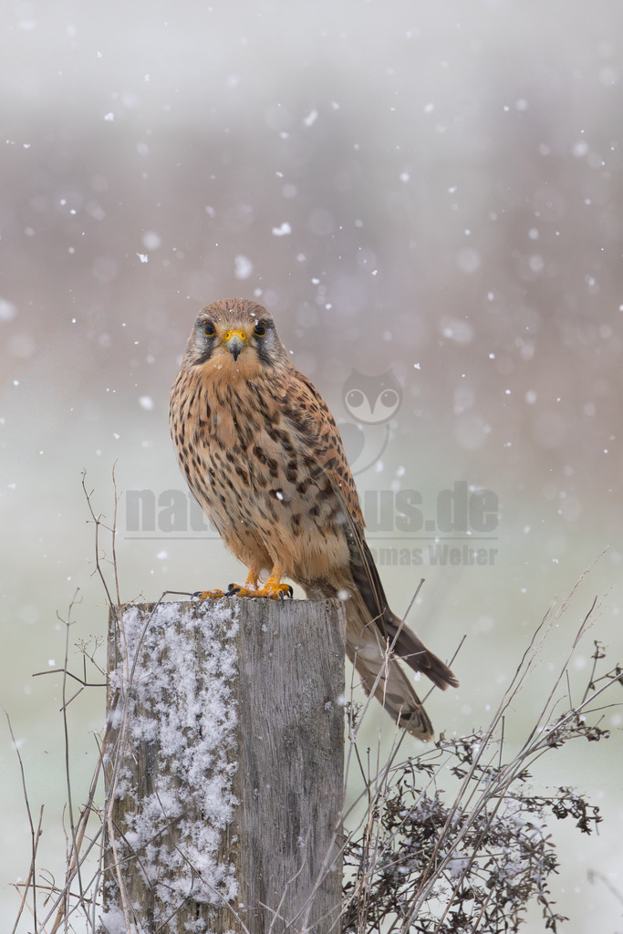 R6NF2641_20260103 | Der Bildershop von www.natur-focus.de bietet ihnen den einfachen Kauf von Bildmaterial per Download aus allen Bereichen der Natur. In den Galerien finden sie Landschaftsfotos, Tierbilder und natürlich auf Pflanzenfotos. - Realisiert mit Pictrs.com