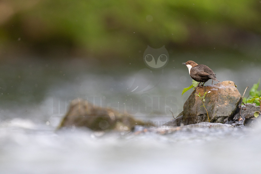R6M33903_20260503 | Ein Wasseramsel (Cinclus cinclus) steht auf einem nassen, moosbewachsenen Felsen inmitten eines schnell fließenden Flusses. Das Gefieder des Vogels ist überwiegend dunkelbraun, mit einer auffälligen weißen Brust und Kehle. Der Hintergrund ist unscharf und zeigt grüne Vegetation und das rauschende Wasser des Flusses. Der Vogel blickt nach links, sein Schnabel ist leicht geöffnet. - Realisiert mit Pictrs.com
