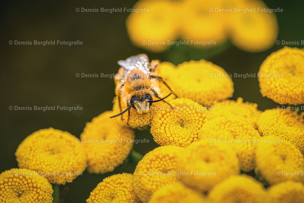Biene auf gelber Blüte | Entdecken Sie Natur, Makro und Tierfotografie von Dennis Bergfeld.Besondere Momente und Details der Natur, hochwertig als Foto und Wandbild erhältlich. - Realisiert mit Pictrs.com