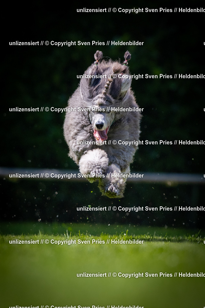 Sven Pries | 2025-08-10 - Hunderennen Durlach - Realisiert mit Pictrs.com