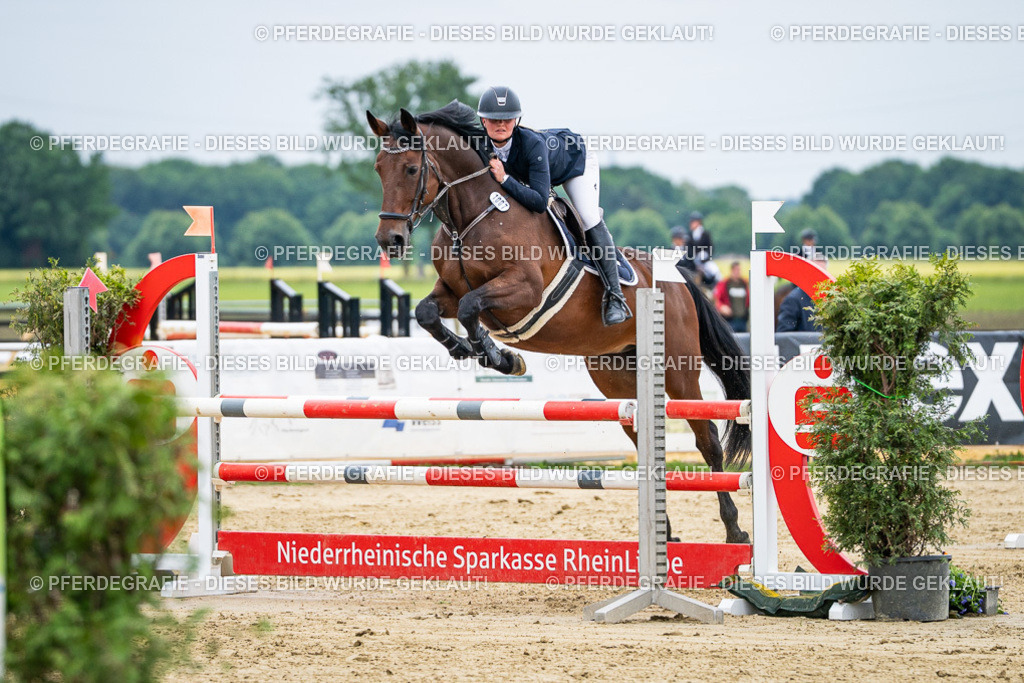 DSC06349 | Pferdegrafie