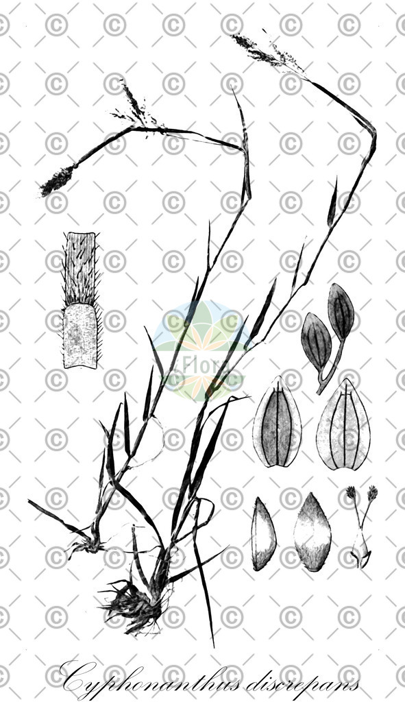 HistAbb_wfo-0000385217_1_ENZY_Simple | Historische Abbildung von Cyphonanthus discrepans - Poaceae | Historical Illustration of Cyphonanthus discrepans - Poaceae