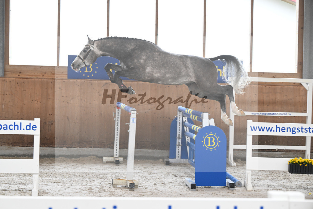 Kat-Nr. 5 Ziroccos Blanc v. Zirocco Blue_Engelbrecht_14260435 | hf-fotografie - Realisiert mit Pictrs.com