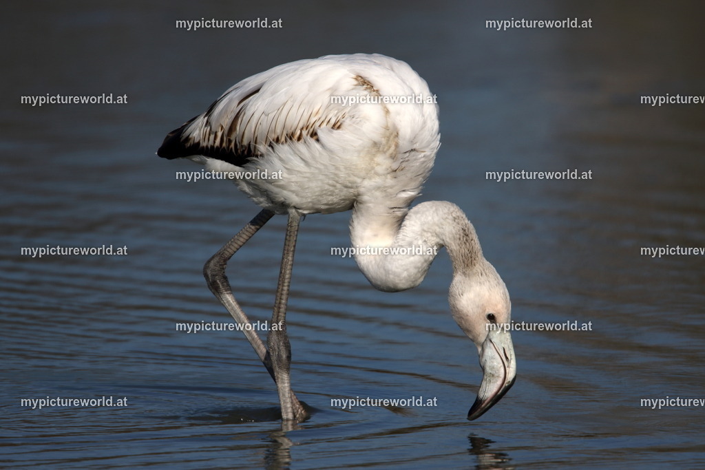 Rosaflamingo-044 | Das Bilderarchiv über Tiere, Planzen und Landschaften. In der Bilddatenbank finden Sie ein große Auswahl an hochwertigen Bilder für Ihre Werbung - Realisiert mit Pictrs.com