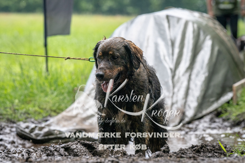 1124_ZZ92667 | kk-dogfotos