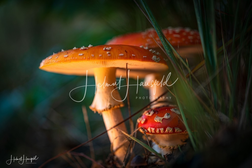 DSC03496 | Landschaftsfotografie, Naturfotografie - Realisiert mit Pictrs.com