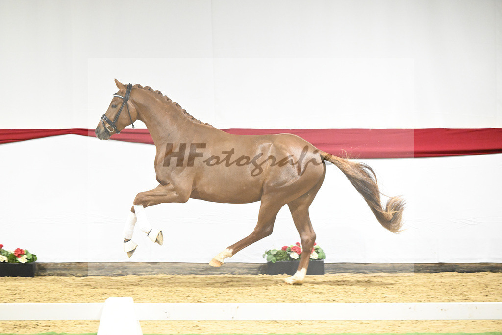 Kat-Nr. 8 v. Viva Gold_Limbecker_63220272 | hf-fotografie - Realizzato con Pictrs.com