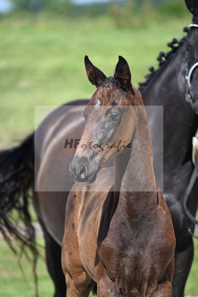 Kat-Nr. 4 Ironman Black M x De Niro_HF_Lechl_24250030 | hf-fotografie - Realizzato con Pictrs.com