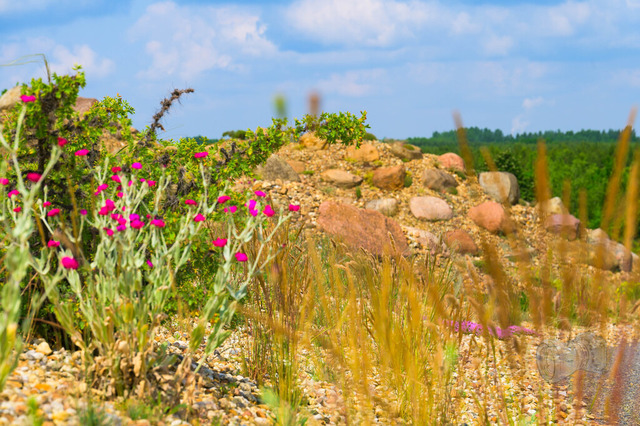 Pflnzen die in karger Landschaft wachsen im Findlingspark Nochten | Shop für Prints Landschaftsfotografie Sächsische Schweiz Naturfotografie in Thüringen Fotos vom Findlingspark Nochten Kloster Sankt Marienstern Bilder Festung Königstein PanoramaRhododendronpark Kromlau FotogalerSchleswig-Holstein Küstenlandschaften