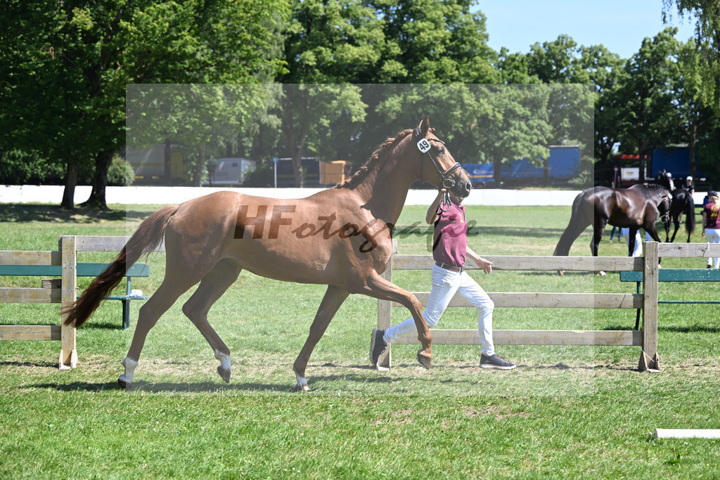 Kat-Nr. 49 Royality M v. Fynch Hatton_Meyer_19250889 | hf-fotografie - Realizzato con Pictrs.com