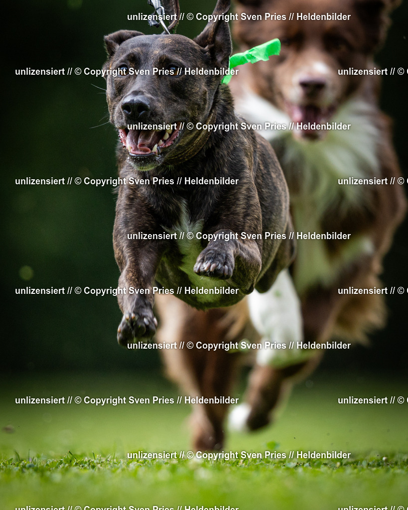 Sven Pries | 19. Allgemeines Hunderennen Karlsruhe Durlach - Realisiert mit Pictrs.com