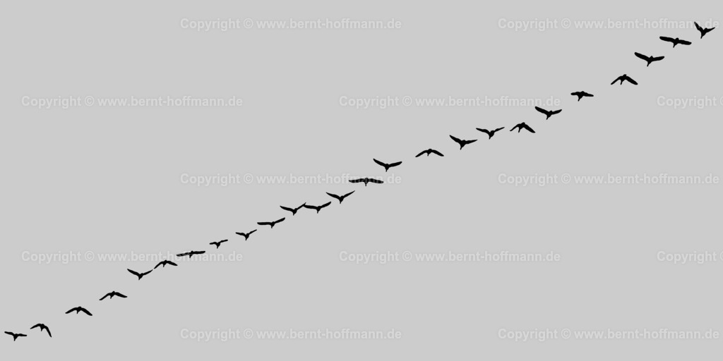 Pgrfk_Vogelzug_0881_cccccc_200x100 | bernt-hoffmann.de - Realisiert mit Pictrs.com