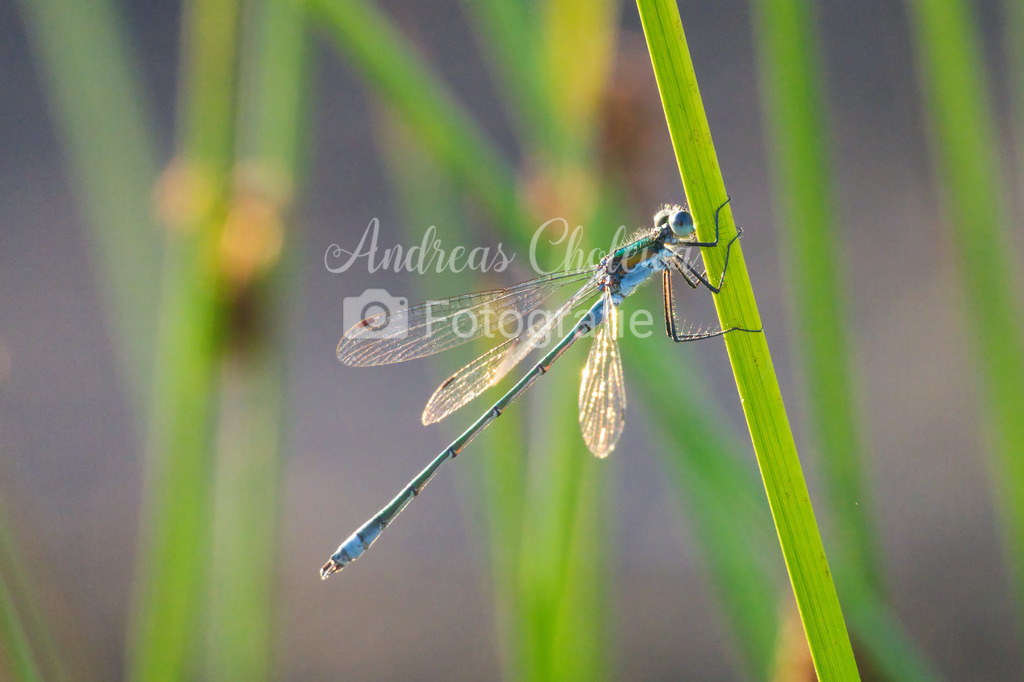 Azurjungfer am Morgen | Eine Azurjungfer beim Erwachen aus der Kältestarre - Realisiert mit Pictrs.com