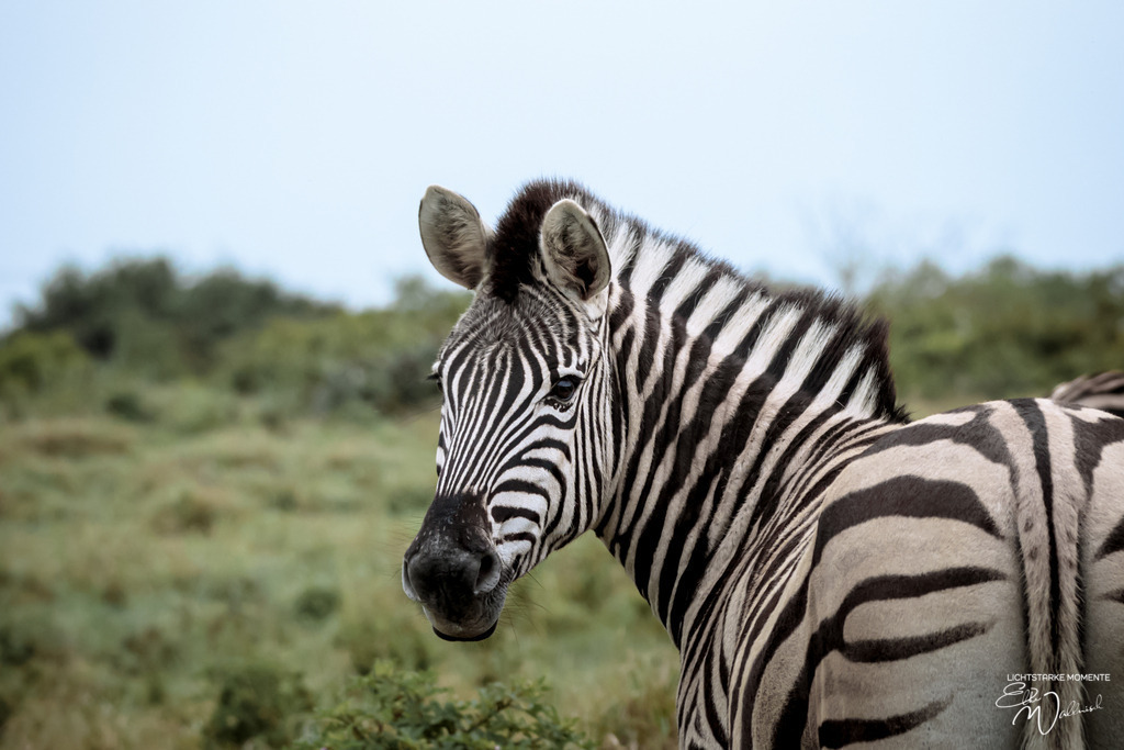 20231010-063758 SOUTHAFRIKA_-1 | Herzlich willkommen auf meiner Seite! Ich bin Elke Wallnisch, Deine Fotografin für lichtstarke Momente. Der Name steht für alles, was mich mit der Fotografie verbindet: Das Licht und seine machtvolle Wirkung auf eine Situation oder unsere Stimmung - Realisiert mit Pictrs.com