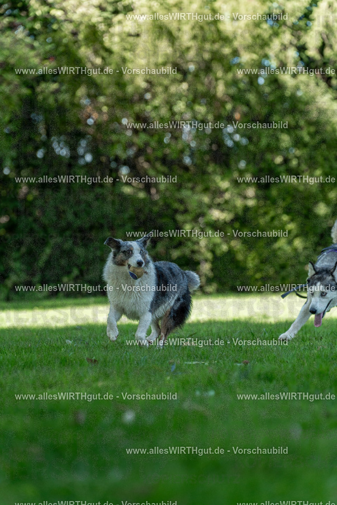 Hundeschwimmen_Volksbad_2026-allesWIRTHgut_Tierfotografie-2609061327-7R500826 | Professionelle Tierfotografie in Mönchengladbach von Daniel Wirth (allesWIRTHgut). Liebevolle & natürliche Bilder von Hunden & Katzen für unvergessliche Erinnerungen.