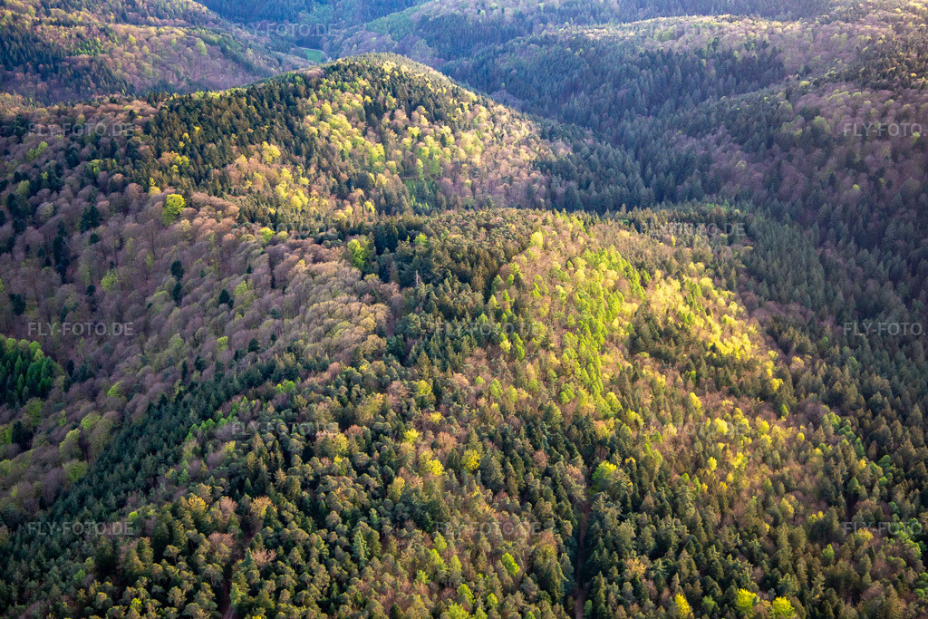 Luftbild: Pfläzerwaldhügel im Frühling in Erlenbach bei Dahn im Bundesland Rheinland-Pfalz in Deutschland. Foto: IMG_140228.jpg vom 11.04.2024 durch Werner Riehm/FLY-FOTO.de